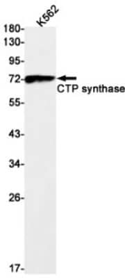 Western Blot: CTP synthase Antibody (S01-9E5) [NBP3-19612] - Western blot detection of CTP synthase in K562 cell lysates using NBP3-19612 (1:1000 diluted). Predicted band size: 67kDa. Observed band size: 67kDa.