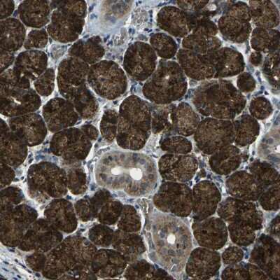 Immunohistochemistry-Paraffin: CTR2 Antibody [NBP1-85512] - Staining of human salivary gland shows cytoplasmic positivity in glandular cells.