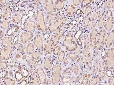 Immunohistochemistry-Paraffin: CTR2 Antibody [NBP2-97266] - Immunochemical staining of human CTR2 in human kidney with rabbit polyclonal antibody at 1:100 dilution, formalin-fixed paraffin embedded sections.