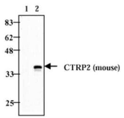 Western Blot: CTRP2 Antibody (Didoo-1) [NBP1-97580] - Detection of mouse CTRP2 with MAb to CTRP2 (Didoo-1) by Western blot. Method: Cell extracts (5x10^5) from HEK 293T( lane1) or HEK293wt transfected with a plasmid coding for mouse CTRP2 (lane 2) were resolved by SDS-PAGE under reducing conditions, transferred to nitrocellulose and incubated with the MAb to CTRP2 (Didoo-1) (1:1000) for 2 hours, followed by incubation with HRP-coupled anti-mouse secondary antibody (1:4000).