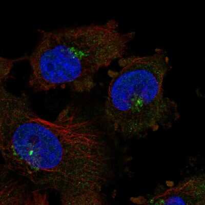Immunocytochemistry/Immunofluorescence: CTRP2 Antibody [NBP2-34139] - Staining of human cell line U-251 MG shows localization to the Golgi apparatus & centrosome.