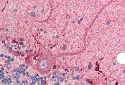 Immunohistochemistry-Paraffin: CTRP2 Antibody [NBP1-02999] - Staining of human brain, cerebellum. Immunohistochemistry of formalin-fixed, paraffin-embedded tissue after heat-induced antigen retrieval. Antibody concentration 5 ug/ml.