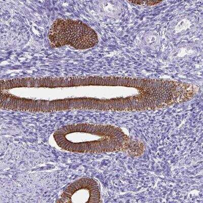 Immunohistochemistry-Paraffin: CTRP2 Antibody [NBP2-34139] - Staining of human uterus, pre-menopause shows strong cytoplasmic and membranous positivity in glandular cells.