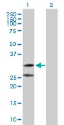 Western Blot: CTRP2 Antibody [H00114898-D01P] - Analysis of C1QTNF2 expression in transfected 293T cell line by C1QTNF2 polyclonal antibody.Lane 1: C1QTNF2 transfected lysate(30.00 KDa).Lane 2: Non-transfected lysate.