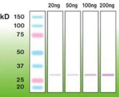 Western Blot: C1qTNF5/CTRP5 Antibody (A14-A) [NBP1-30131] - Mouse recombinant CTRP5 protein.