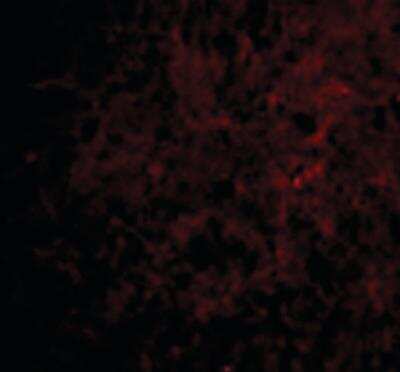 Immunofluorescence: CTRP6 Antibody [NBP1-03121] - Human Brain cells with CTRP6 antibody at 20 ug/ml.