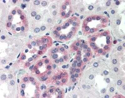 Immunohistochemistry-Paraffin: CTRP6 Antibody [NBP1-03121] - Staining of human kidney tissue after heat-induced antigen retrieval. Antibody concentration 10 ug/ml.