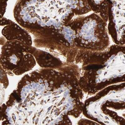 Immunohistochemistry-Paraffin: CTRP6 Antibody [NBP1-85381] - Staining of human placenta shows high expression.