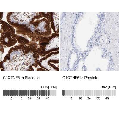 <b>Orthogonal Strategies Validation. </b>Immunohistochemistry-Paraffin: CTRP6 Antibody [NBP1-85381] - Staining in human placenta and prostate tissues using anti-C1QTNF6 antibody. Corresponding C1QTNF6 RNA-seq data are presented for the same tissues.