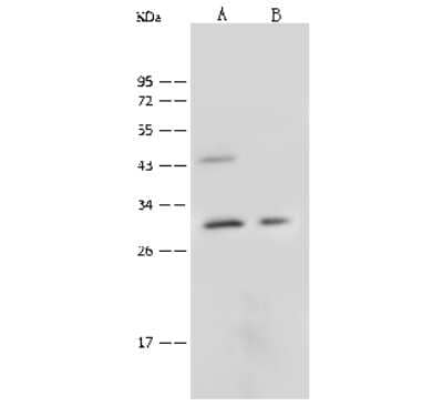 Western Blot: CTRP6 Antibody [NBP2-99566] - Anti-CTRP6 rabbit polyclonal antibody at 1:500 dilution. Lane A: Hela Whole Cell Lysate. Lane B: HepG2 Whole Cell Lysate. Lysates/proteins at 30 ug per lane. Secondary Goat Anti-Rabbit IgG (H+L)/HRP at 1/10000 dilution. Developed using the ECL technique. Performed under reducing conditions. Predicted band size: 29 kDa. Observed band size: 29 kDa