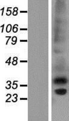 Western Blot: CTRP6 Overexpression Lysate (Adult Normal) [NBP2-04866] Left-Empty vector transfected control cell lysate (HEK293 cell lysate); Right -Over-expression Lysate for CTRP6.