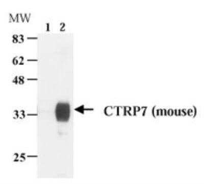 Western Blot: CTRP7 Antibody (Anna-1) [NBP1-97528] - Analysis of mouse CTRP7 using MAb to CTRP7 (Anna-1). Method: Cell extracts (5x105) from HEK 293T( lane1) or HEK293wt transfected with a plasmid coding for mouse CTRP7 (lane 2) were resolved by SDS-PAGE under reducing conditions, transferred to nitrocellulose and incubated with the MAb to CTRP7 (Anna-1) (1:1000) for 2 hours, followed by incubation with HRP-coupled anti-mouse secondary antibody (1:4000).