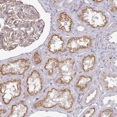 Immunohistochemistry: CTRP7 Antibody [NBP2-37932] - Staining of human kidney shows strong membranous positivity in cells in tubules.