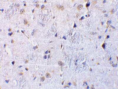 Immunohistochemistry-Paraffin: CTRP7 Antibody [NBP1-76635] - Rat brain tissue using CTRP7 antibody at 10 ug/ml.