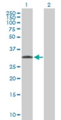 Western Blot: CTRP7 Antibody [H00114905-B01P] - Analysis of C1QTNF7 expression in transfected 293T cell line by C1QTNF7 polyclonal antibody.  Lane 1: C1QTNF7 transfected lysate(31.79 KDa). Lane 2: Non-transfected lysate.