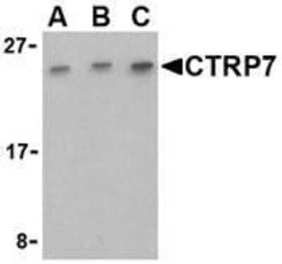Western Blot CTRP7 Antibody - BSA Free