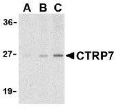 Western Blot: CTRP7 Antibody [NBP1-76635] - 3T3 cell lysate with CTRP7 antibody at (A) 1, (B) 2, and (C) 4 ug/ml.