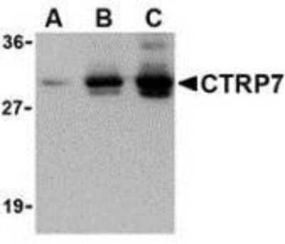 Western Blot: CTRP7 Antibody [NBP1-76672] - Recombinant CTRP7: (A) 5 ng, (B) 25 ng, and (C) 50 ng with CTRP2 antibody at 1 ug/ml.