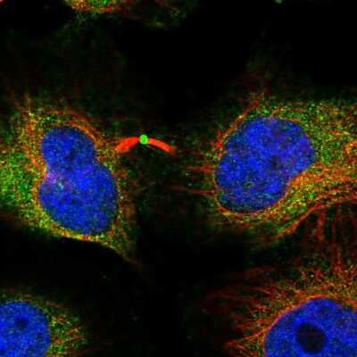 Immunocytochemistry/Immunofluorescence: CTTNBP2 Antibody [NBP2-32030] - Staining of human cell line HeLa shows localization to cytosol & midbody ring. Antibody staining is shown in green.