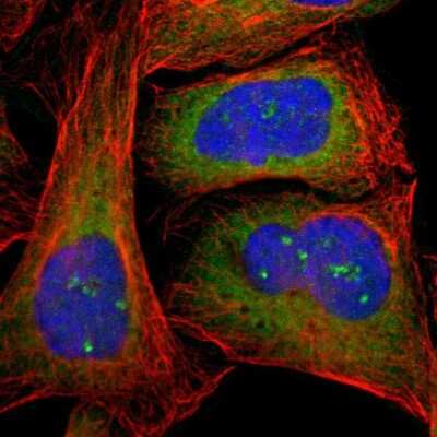 Immunocytochemistry/ Immunofluorescence CTTNBP2NL Antibody