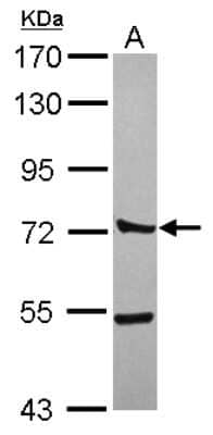Western Blot: CTTNBP2NL Antibody [NBP2-16032] - Sample (30 ug of whole cell lysate) A: 293T 7. 5% SDS PAGE gel, diluted at 1:3000.
