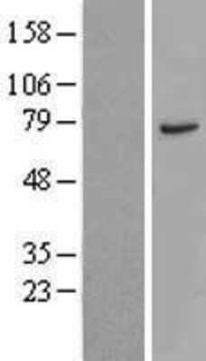 Western Blot: CTTNBP2NL Overexpression Lysate (Adult Normal) [NBL1-09602] Left-Empty vector transfected control cell lysate (HEK293 cell lysate); Right -Over-expression Lysate for CTTNBP2NL.