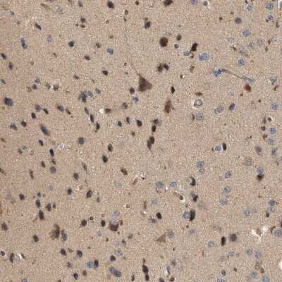 Immunohistochemistry-Paraffin: CTXN1 Antibody [NBP1-93897] - Staining of human cerebral cortex shows moderate cytoplasmic positivity in glial and neuronal cells.