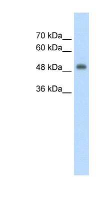 Western Blot: CUEDC1 Antibody [NBP1-57682] - HepG2 cell lysate, concentration 2.5 ug/ml.