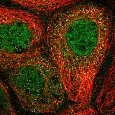Immunocytochemistry/Immunofluorescence: CUEDC2 Antibody [NBP1-88538] - Staining of human cell line A-431 shows localization to nucleoplasm & cytosol. Antibody staining is shown in green.
