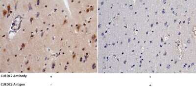 Immunohistochemistry-Paraffin: CUEDC2 Antibody [NBP2-99801] - Immunochemical staining of human CUEDC2 in human brain with rabbit polyclonal antibody at 1:5000 dilution, formalin-fixed paraffin embedded sections. The left panel: tissue incubated with primary antibody; The right panel: tissue incubated with the mixtur