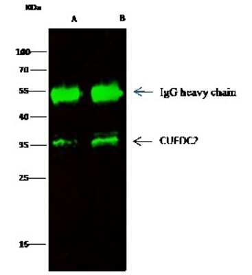 Immunoprecipitation: CUEDC2 Antibody [NBP2-99801] - CUEDC2 was immunoprecipitated using: Lane A: 0.5 mg Jurkat Whole Cell Lysate. Lane B: 0.5 mg Hela Whole Cell Lysate0.5 ul anti-CUEDC2 rabbit polyclonal antibody and 15 ul of 50 % Protein G agarose. Primary antibody: Anti-CUEDC2 rabbit polyclonal antibody, at 1:500 dilution. Secondary antibody: Dylight 800-labeled antibody to rabbit IgG (H+L), at 1:5000 dilution. Developed using the Odyssey technique. Performed under reducing conditions. Predicted band size: 34 kDa. Observed band size: 34 kDa