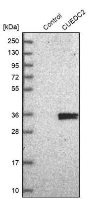 Western Blot: CUEDC2 Antibody [NBP1-88538] - Analysis in control (vector only transfected HEK293T lysate) and CUEDC2 over-expression lysate (Co-expressed with a C-terminal myc-DDK tag (3.1 kDa) in mammalian HEK293T cells).