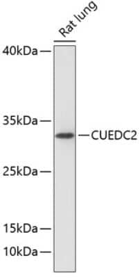 Western Blot: CUEDC2 Antibody [NBP2-92138] - Analysis of extracts of rat lung, using CUEDC2 at 1:1000 dilution.Secondary antibody: HRP Goat Anti-Rabbit IgG (H+L) at 1:10000 dilution.Lysates/proteins: 25ug per lane.Blocking buffer: 3% nonfat dry milk in TBST.Detection: ECL Basic Kit .Exposure time: 90s.