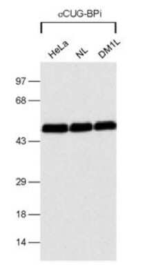 Western Blot: CUGBP1/CELF1 Antibody (3B1) - Azide and BSA Free [NBP2-80684] - Detection of CUG-BP1 in several cell lysates. Image from the standard format of this antibody.