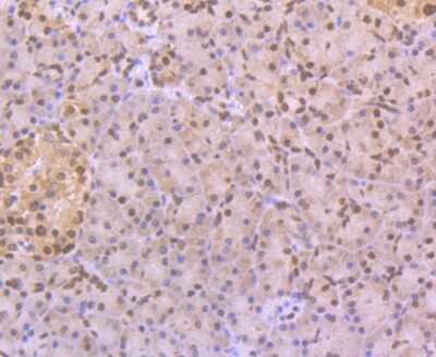 Immunohistochemistry-Paraffin: CUGBP1/CELF1 Antibody (7A1) [NBP2-75457] - Analysis of paraffin-embedded human pancreas tissue using anti-CELF1 antibody. Counter stained with hematoxylin.
