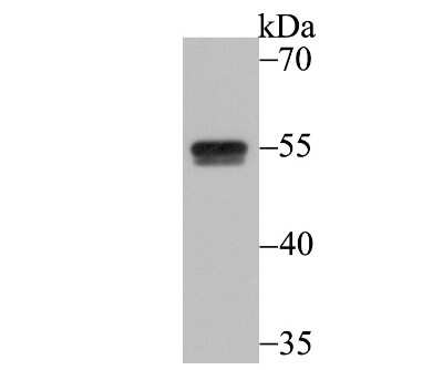 Western Blot: CUGBP1/CELF1 Antibody (7A1) [NBP2-75457] - Analysis of CELF1 on Daudi cell lysate using anti-CELF1 antibody at 1/5,000 dilution.