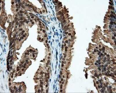 Flow Cytometry: CUGBP1/CELF1 Antibody (OTI5B8) - Azide and BSA Free [NBP2-71623] - Staining of paraffin-embedded prostate tissue using anti-CUGBP1 mouse monoclonal antibody.