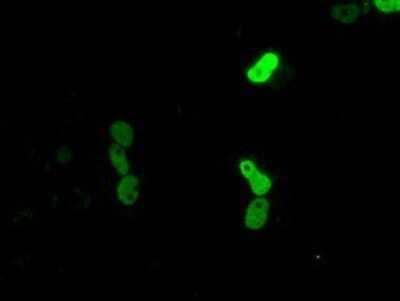 Immunocytochemistry/Immunofluorescence: CUGBP1/CELF1 Antibody (OTI5B8) - Azide and BSA Free [NBP2-71623] - Staining of COS7 cells transiently transfected by pCMV6-ENTRY CUGBP1.