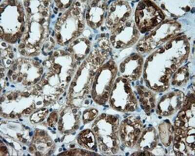 Immunohistochemistry: CUGBP1/CELF1 Antibody (OTI5B8) - Azide and BSA Free [NBP2-71623] - Staining of paraffin-embedded Kidney tissue using anti-CUGBP1 mouse monoclonal antibody.