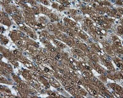 Immunohistochemistry: CUGBP1/CELF1 Antibody (OTI5B8) - Azide and BSA Free [NBP2-71623] - Staining of paraffin-embedded liver tissue using anti-CUGBP1 mouse monoclonal antibody.