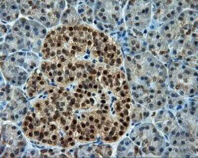 Immunohistochemistry: CUGBP1/CELF1 Antibody (OTI5B8) - Azide and BSA Free [NBP2-71623] - Staining of paraffin-embedded pancreas tissue using anti-CUGBP1 mouse monoclonal antibody.