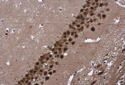 Immunohistochemistry-Paraffin: CUGBP2 Antibody [NBP2-16035] -  Paraffin-embedded mouse brain. CUGBP2 antibody [N1N3] diluted at 1:500.