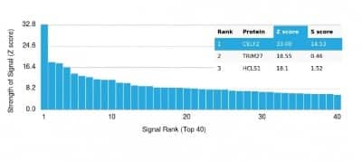 Protein Array: CUGBP2 Antibody (PCRP-CELF2-1E4) - Azide and BSA Free [NBP3-14271] - Analysis of Protein Array containing more than 19,000 full-length human proteins using CUGBP2 Antibody (PCRP-CELF2-1E4).