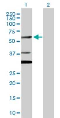 Western Blot: CUGBP2 Antibody [H00010659-D01P] - Analysis of CUGBP2 expression in transfected 293T cell line by CUGBP2 polyclonal antibody.Lane 1: CUGBP2 transfected lysate(55.80 KDa).Lane 2: Non-transfected lysate.