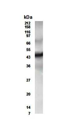 Western Blot: CUGBP2 Antibody [NB600-204] - WB detection of CUGBP2 in heart lysate using antibody NB600-204 at a dilution of 1:500