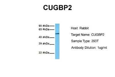 Western Blot: CUGBP2 Antibody [NBP1-57376] - Sample Tissue: Human 293T Antibody Dilution: 1.0 ug/ml