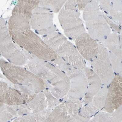 Immunohistochemistry-Paraffin: CUL4B Antibody [NBP1-86099] - Staining of human skeletal muscle shows low expression as expected.