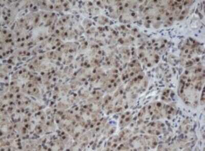 Immunohistochemistry: CUL4B Antibody (OTI1C4) - Azide and BSA Free [NBP2-71373] - Analysis of Human pancreas tissue.