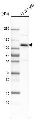 Western Blot: CUL4B Antibody [NBP1-86099] - Analysis in human cell line U-251 MG.