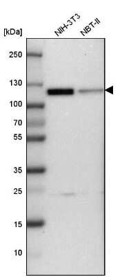 Western Blot: CUL4B Antibody [NBP1-86099] - Analysis in mouse cell line NIH-3T3 and rat cell line NBT-II.